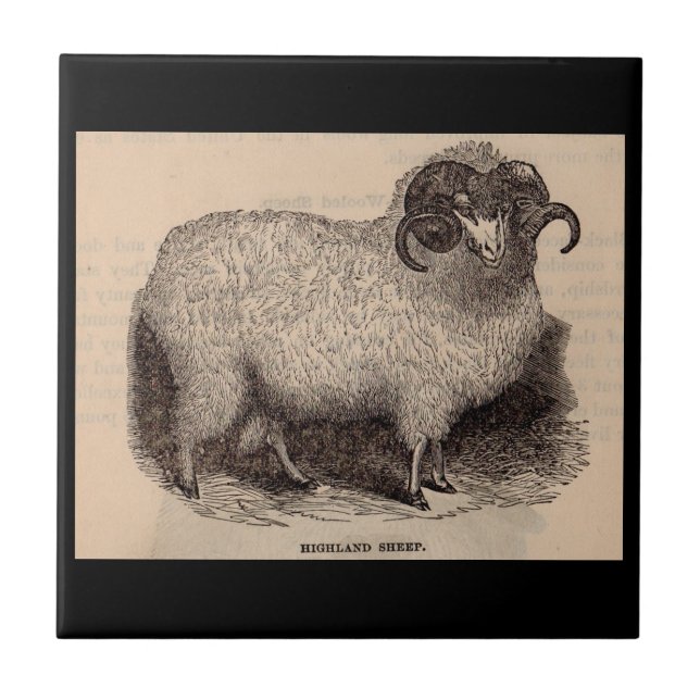 19th century print Highland sheep Tile (Front)