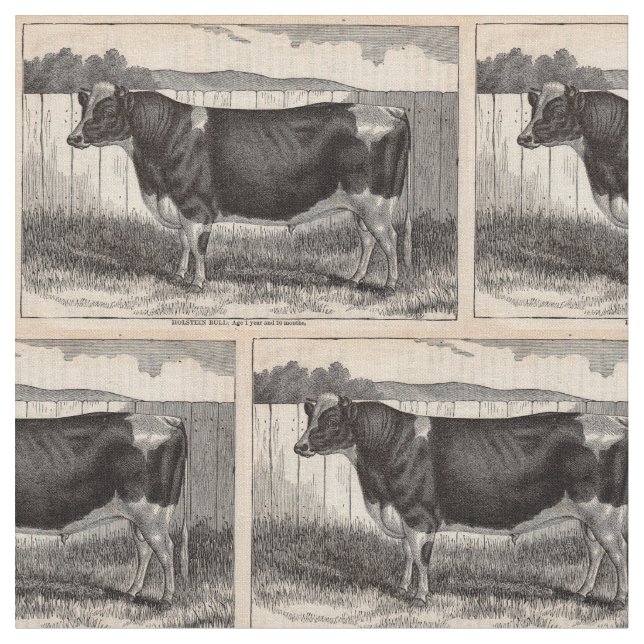 19th century print Holstein bull Fabric (Close Up)