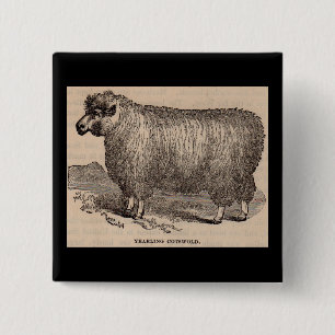 19th century print yearling Cotswold sheep 15 Cm Square Badge