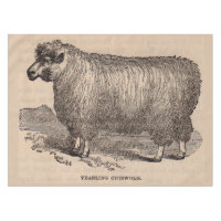 19th century print yearling Cotswold sheep