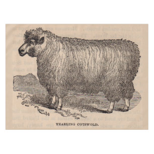 19th century print yearling Cotswold sheep Tablecloth