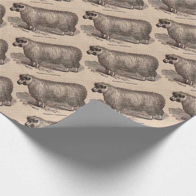 19th century print yearling Cotswold sheep Wrapping Paper (Corner)