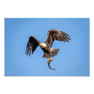 19x13 Bald Eagle with a fish Photo Print