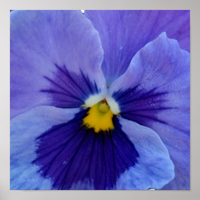 1 Blue Beauty Pansy Poster (Front)