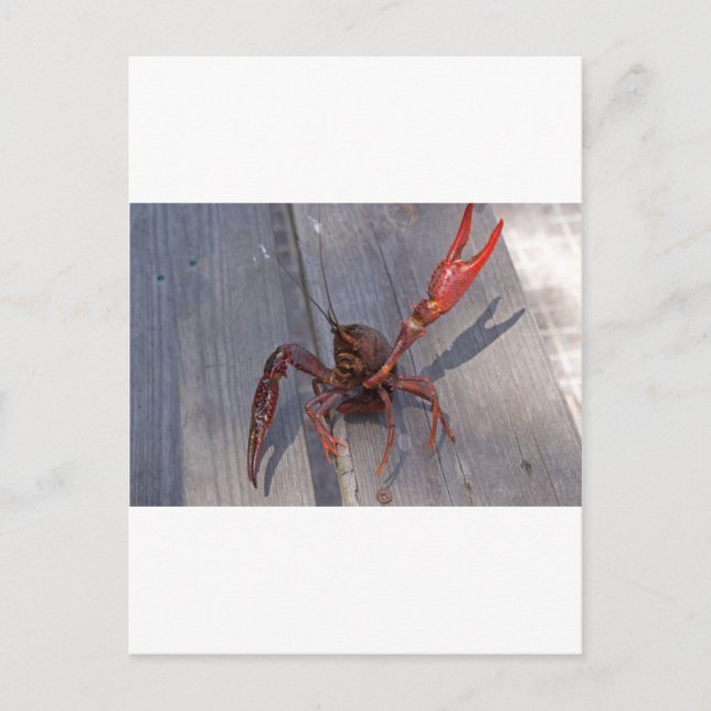 1 crawfish postcard (Front)