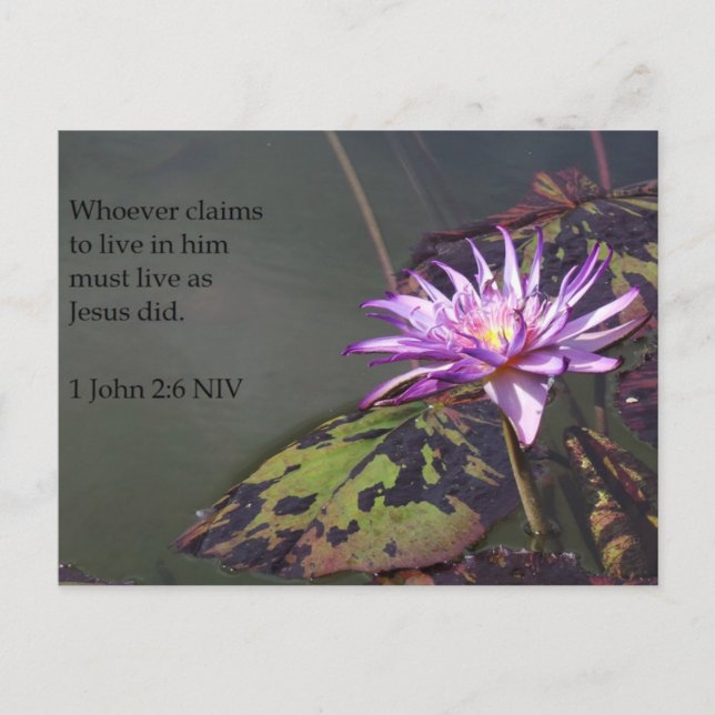 1 John 2:6 Purple Pond Lily Scripture Post Card (Front)