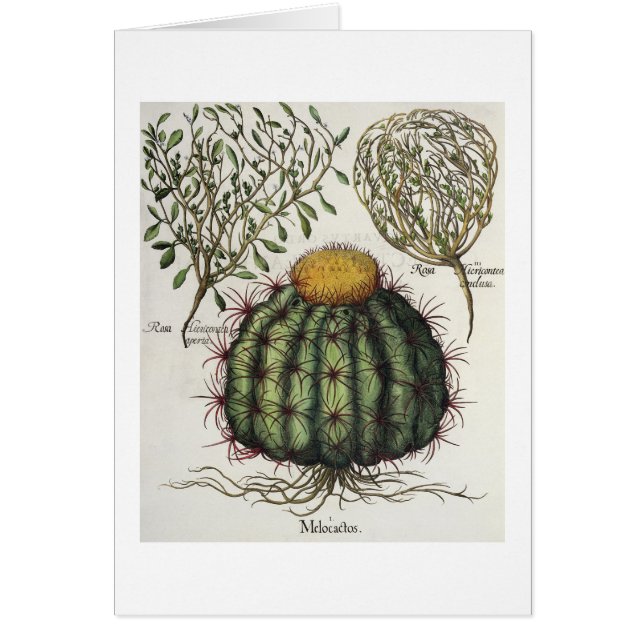 1.Melocactus; 2.Rosa Hiericontea aperta; 3.Rosa Hi (Front)