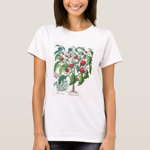 1.Solanum Pomiferum; 2.Amaracus vulgaris, from the T-Shirt