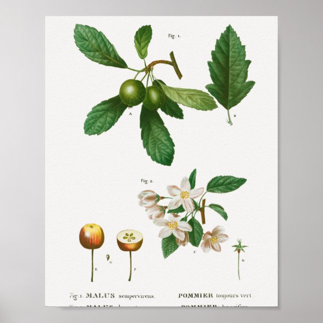 1 Southern crabapple Malus sempervirens 2 Siberian Poster (Front)