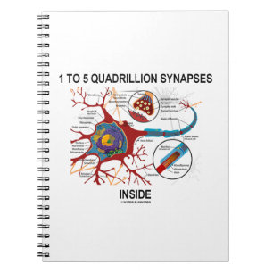 1 To 5 Quadrillion Synapses Inside Neuron Synapse Notebook