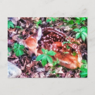 1FAWN POSTCARD