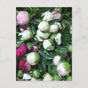2008 Peony and Garden Photos 135 Postcard