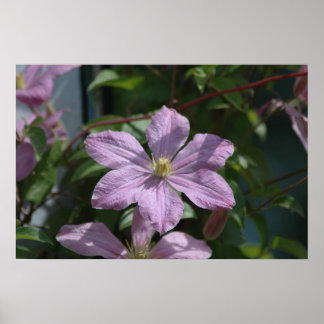 2009 Nelly Moser Clematis Poster