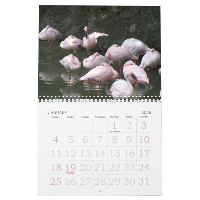 2011 Birds Calendar (Jan 2026)
