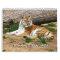 2013 Amazing Animals Wild Animal 12 Month Calendar