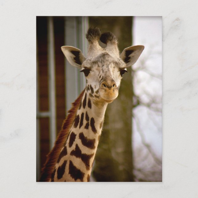 2013 Calendar Giraffe Photo Postcard (Front)