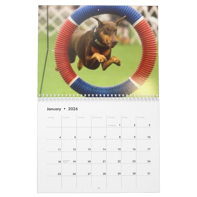 2013 Doberman Calendar-revised Feb Calendar (Jan 2026)