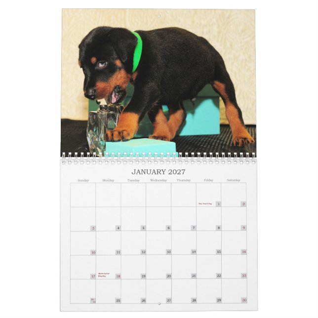 2013 Doberman Puppy Calendar (Jan 2027)