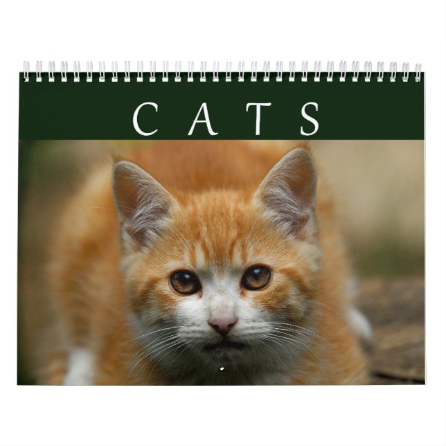 2016 Cat Calendar (Cover)