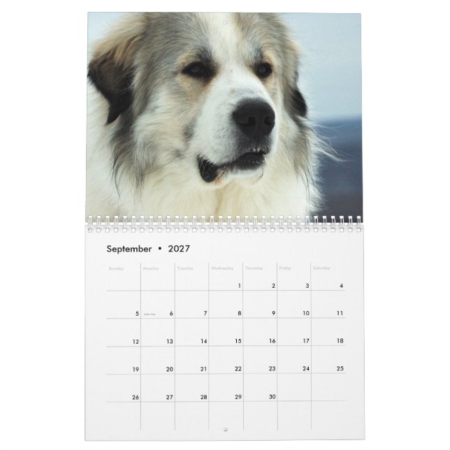 2016 Great Pyrenees Puppy Calendar (Sep 2027)