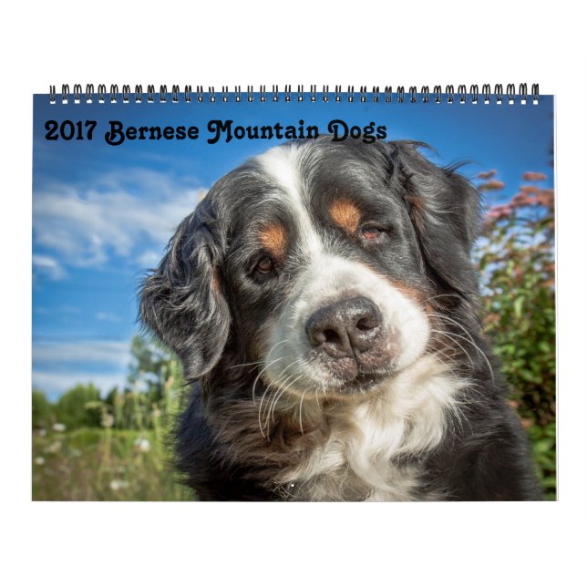 2017 Bernese Mountain Dogs Calendar (Cover)