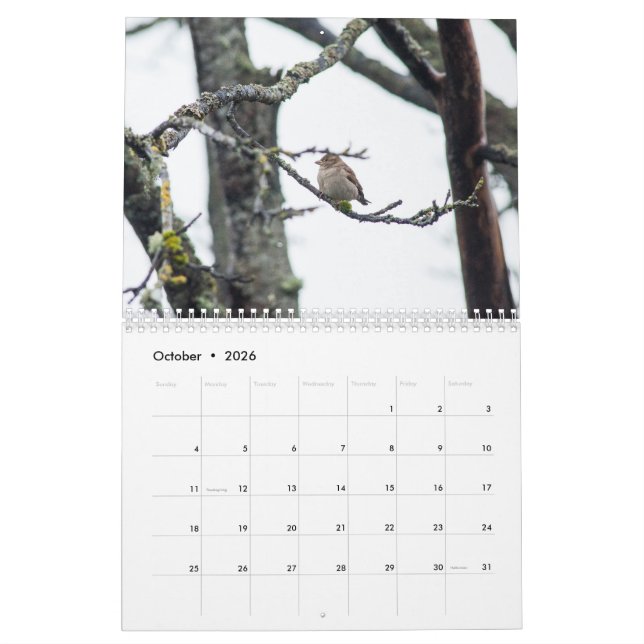 2017 Calendar by Barbara Levy (Oct 2026)