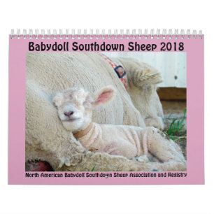 2018 NABSSAR Babydoll Southdown sheep calendar