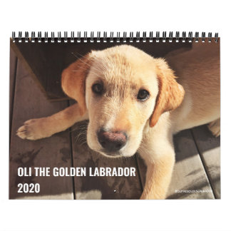 2020 Oli the Golden Labrador Calendar