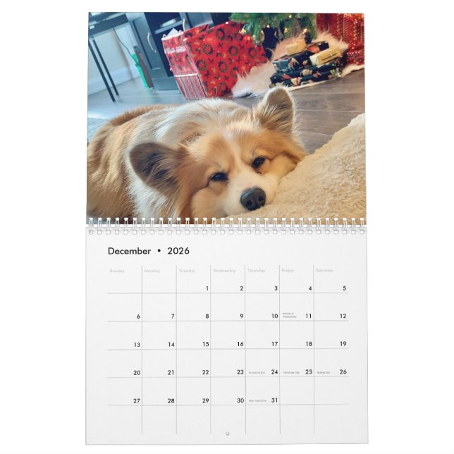 2021 Hudson the Fluffy Corgi Calendar (Dec 2026)
