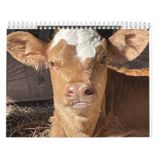 2023 Cow Calendar