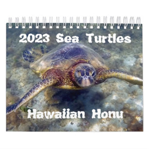 2023 Hawaiian Honu Green Sea Turtles Calendar