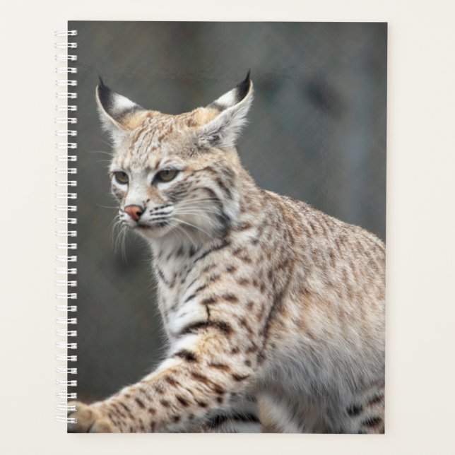 2024 Bobcat Planner (Front)