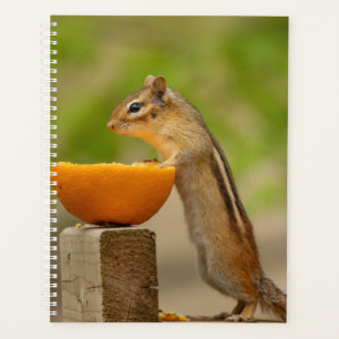 2024 Chipmunk in the Adirondacks Planner