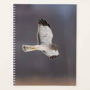 2024 Northern Harrier Hawk Planner