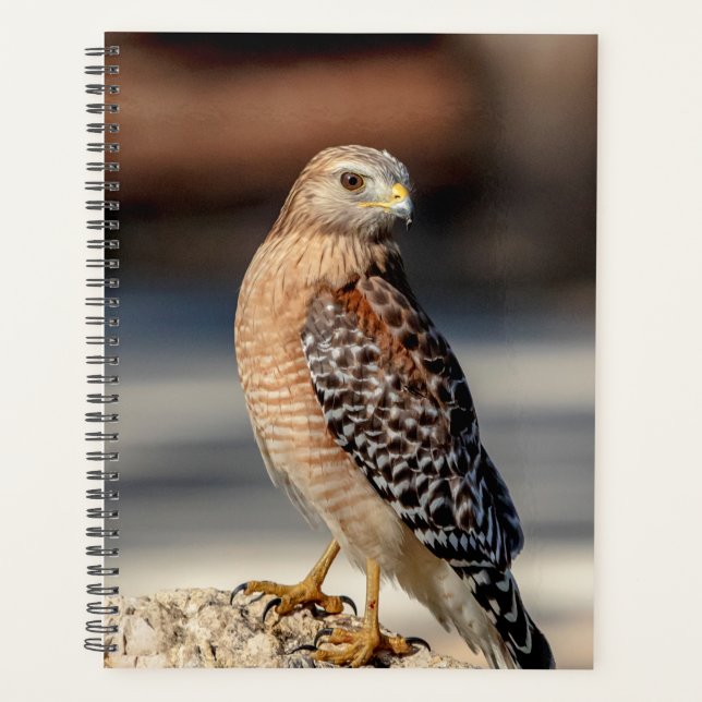 2024 Red Shouldered Hawk Planner (Front)