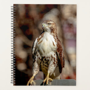 2024 Red-Tailed Hawk Planner