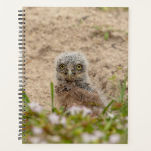 2024 Young Burrowing Owl Planner