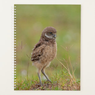 2024 Young Burrowing Owl Planner