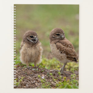 2024 Young Burrowing Owls Planner