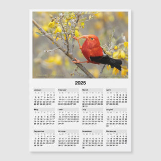 2025 5x7 Magnet Calendar Iiwi Hawaiian Bird