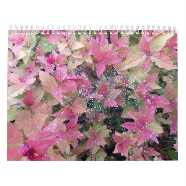 2025 calendar with nature photos (Cover)