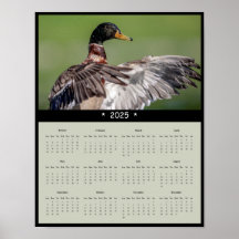 2025 Mallard Duck Wall Calendar Poster