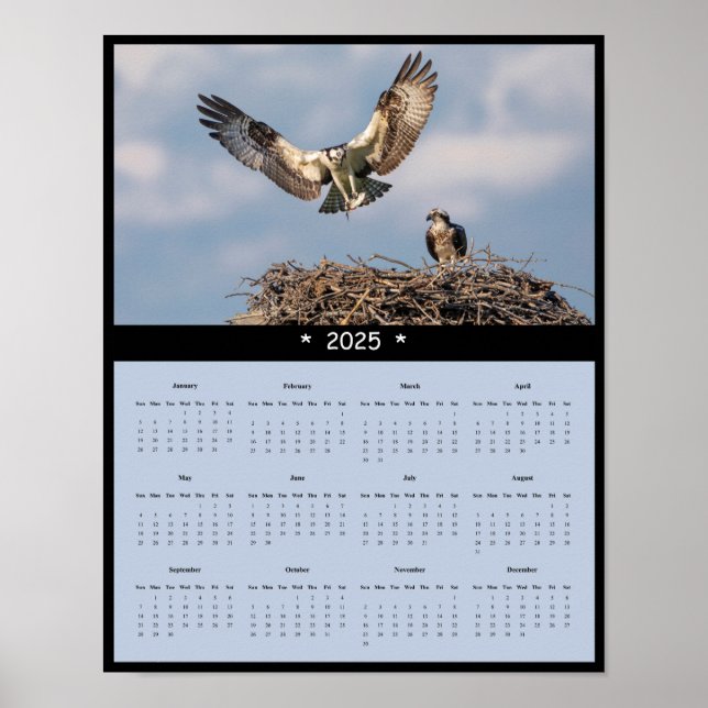 2025 Osprey Wall Calendar Poster (Front)