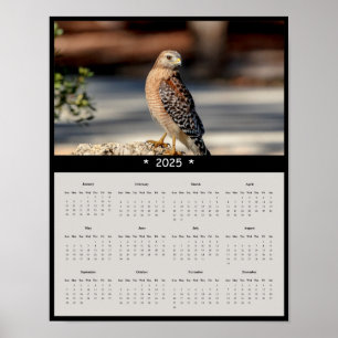 2025 Red Shouldered Hawk Wall Calendar Poster