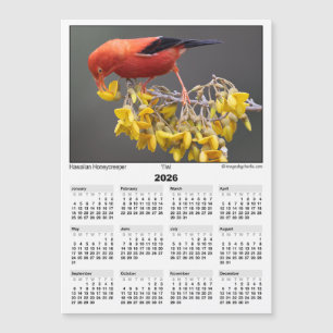 2026 5x7 Magnet Calendar Iiwi Hawaiian Bird