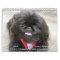 2026 Liz E.'s Pekingese Calendar