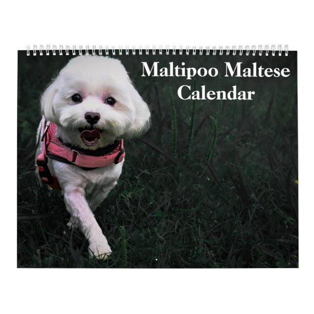 2026 Maltipoo Maltese Puppy Calendar (Cover)