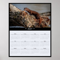 2027 American Mink Wall Calendar - Wildlife