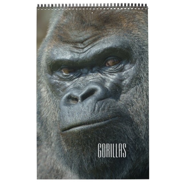 2027 Everlasting Twycross Gorilla Family Calendar (Cover)