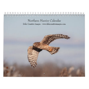 2027 Northern Harrier Birds of Prey Calendar